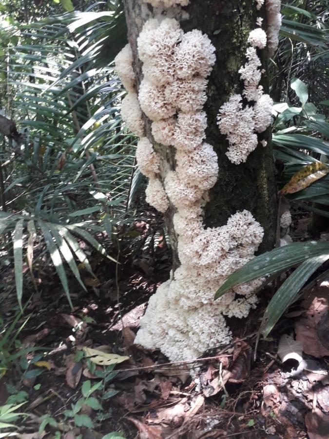 Kasaguadua - Reserva Natural ซาเลนโต ภายนอก รูปภาพ